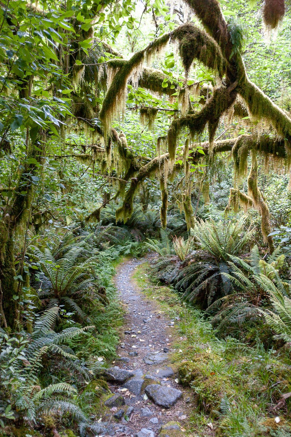 Narrow pathway between bushes and plants, Milford Track rainforest - New Zealand
