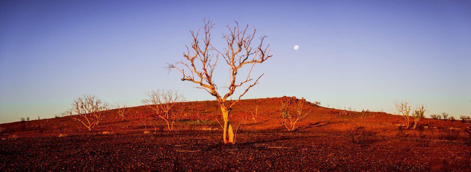 Desert with an only tree and a mound in the background, Moonscape - Karijini, The Pilbara