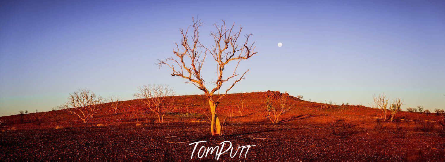 Desert with an only tree and a mound in the background, Moonscape - Karijini, The Pilbara