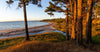 Long palm trees on a sea corner with flashing sunlight, Morning Glow, Shoreham Pine Forest - Mornington Peninsula VIC