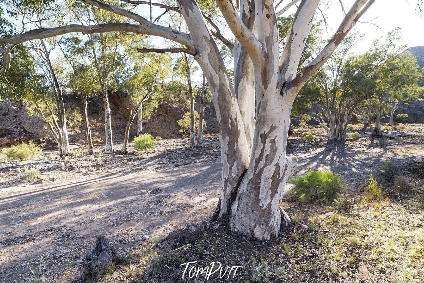 A couple of gum trees, with bushes on the root, Morning Gumlight - Flinders Ranges SA