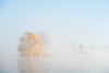 Autumn tree under heavy fog, Morning Mist - Lake Burley Griffin AC