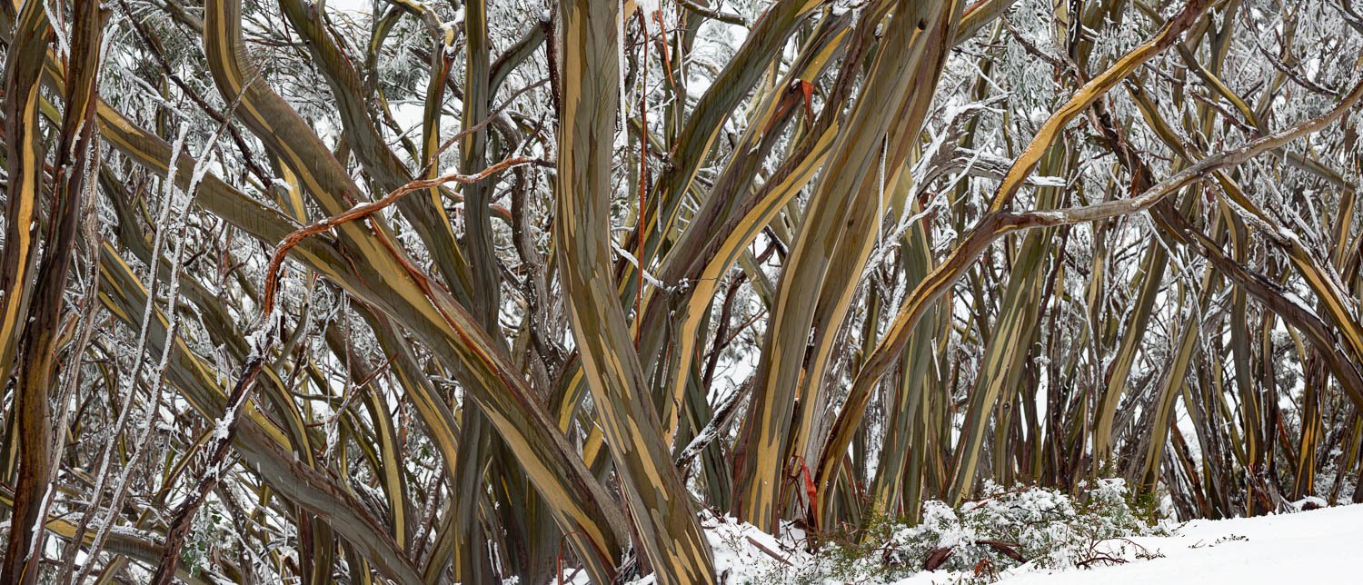A group of gum trees on a snow-covered land, Mount Baw Baw #2 - Victoria