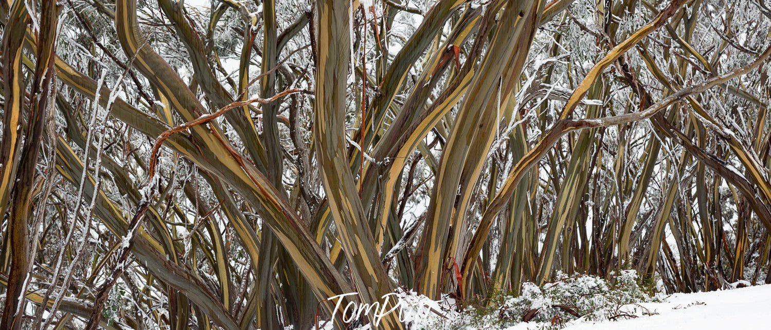 A group of gum trees on a snow-covered land, Mount Baw Baw #2 - Victoria