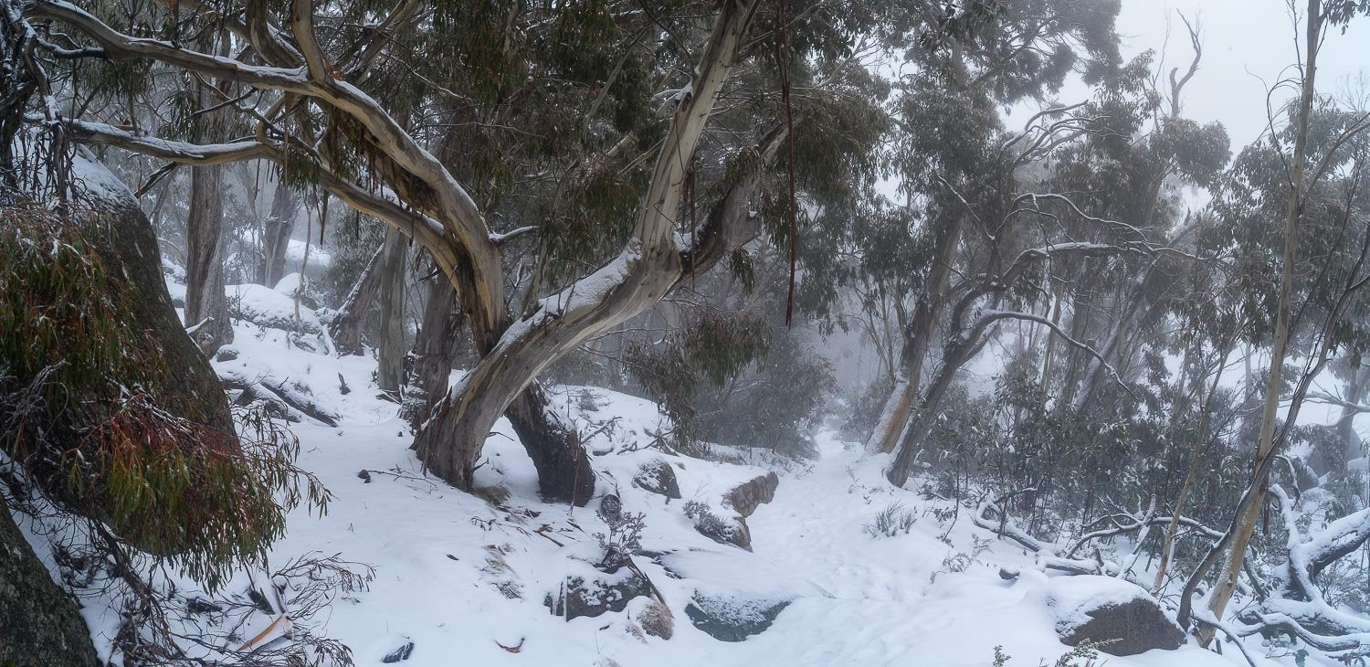 A snow-covered hill area with many trees and plants, Mount Buffalo Track - Victoria