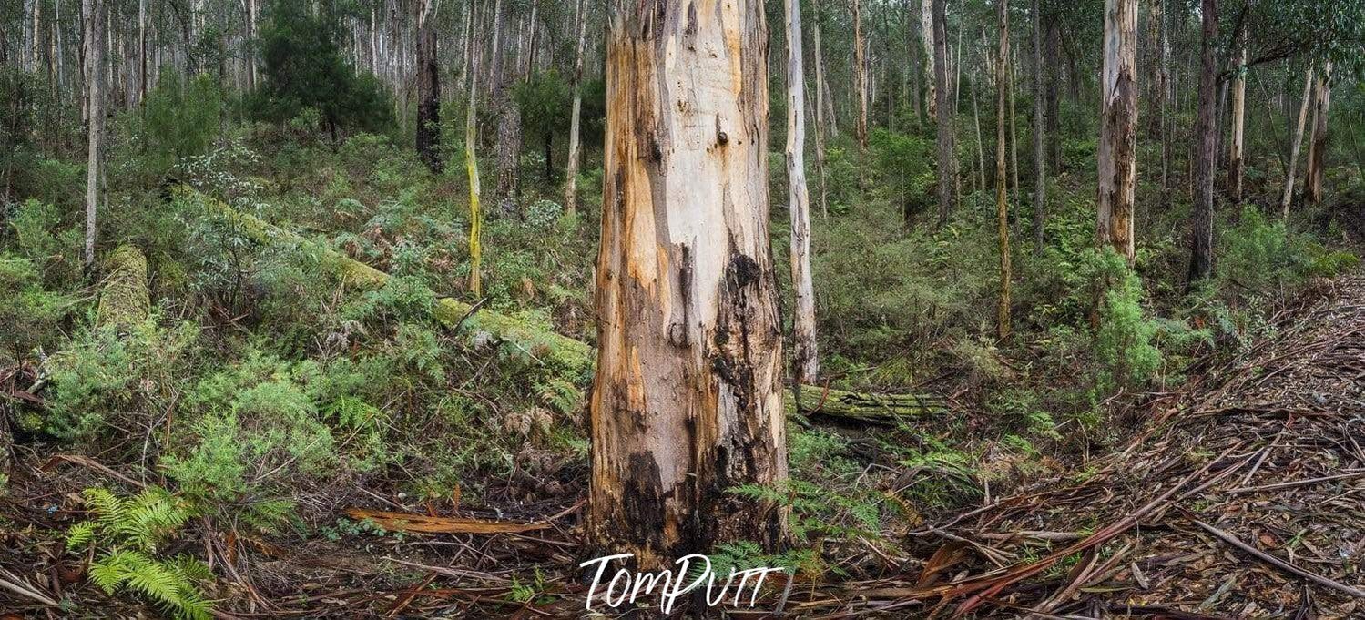 A thick tree stem standing in a forest, Mountain Ash forest