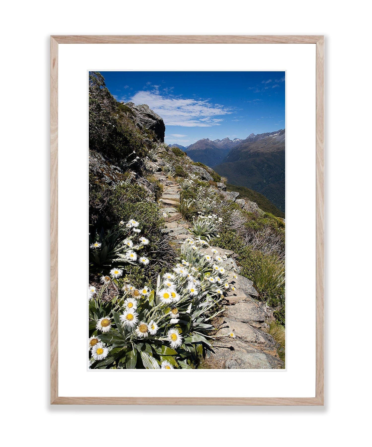 Blooming Pathways, Routeburn Track, NZL