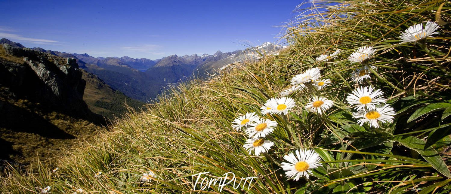 Grassy mountain with some beautiful flowers over, Mountain Daisy, Routeburn Track - New Zealand