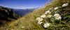 Grassy mountain with some beautiful flowers over, Mountain Daisy, Routeburn Track - New Zealand
