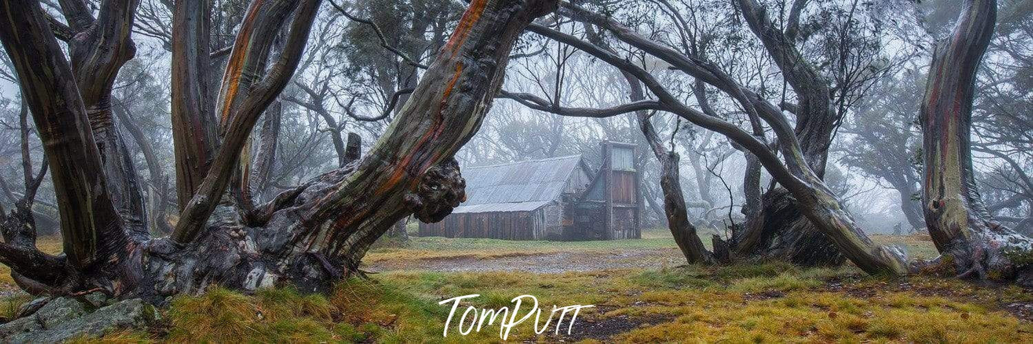 A group of weird trees on grassy area, Mystic Echos (Wallace's Hut) - Victorian High Country - Printed