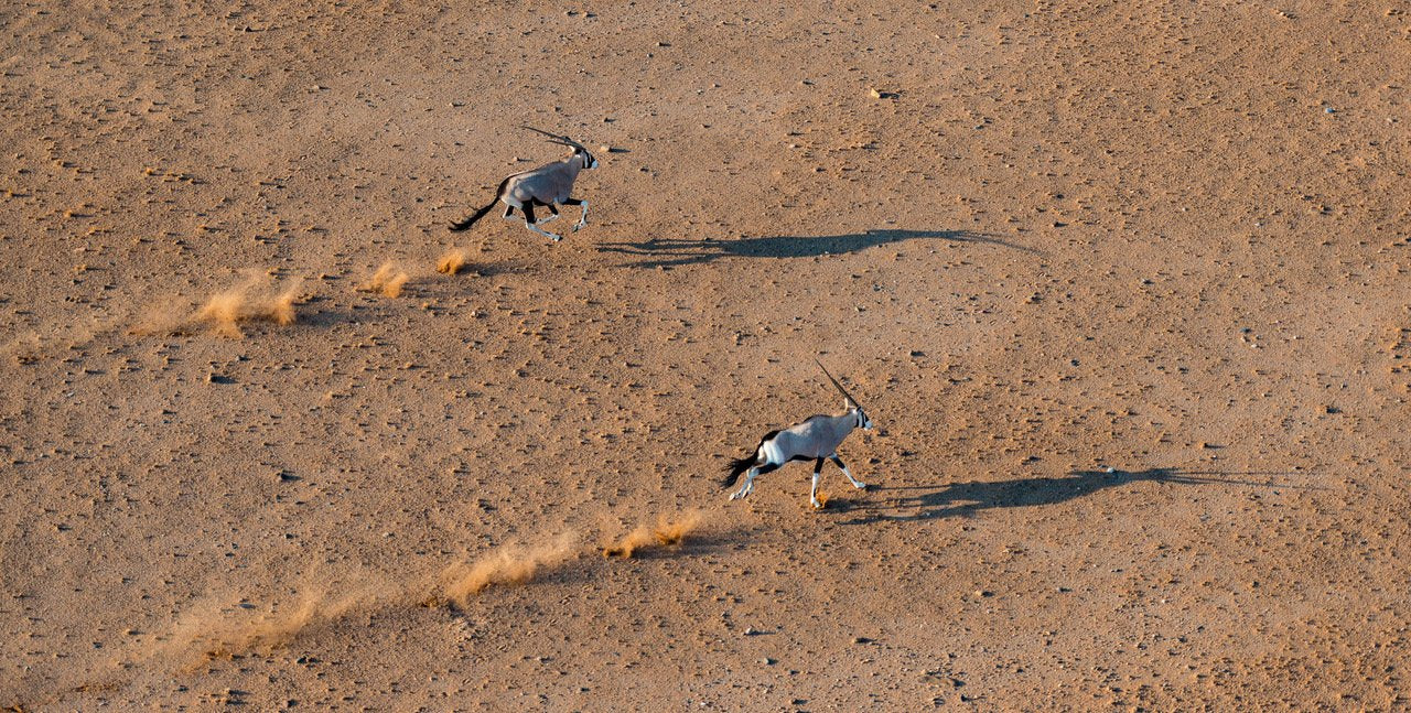 Weird species on a desert-like land, Namibia #11, Africa