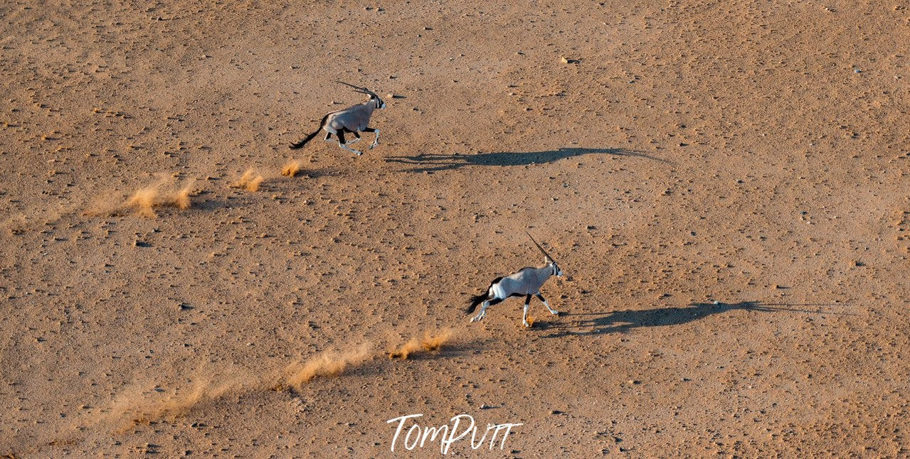 Weird species on a desert-like land, Namibia No.11, Africa