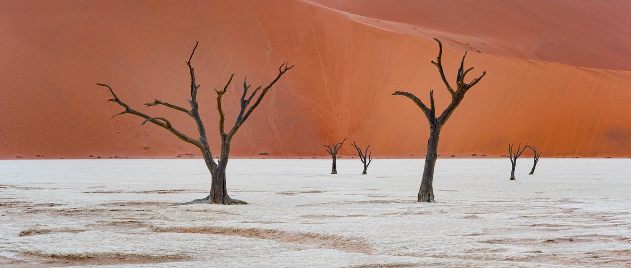 Empty tree stems on a white sand area with a big mountain wall beside, Namibia #16, Africa