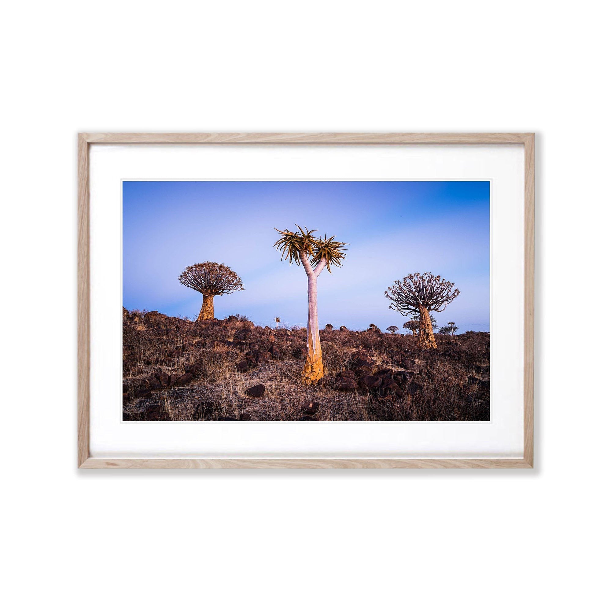 Quiver Trees, Namibia, Africa