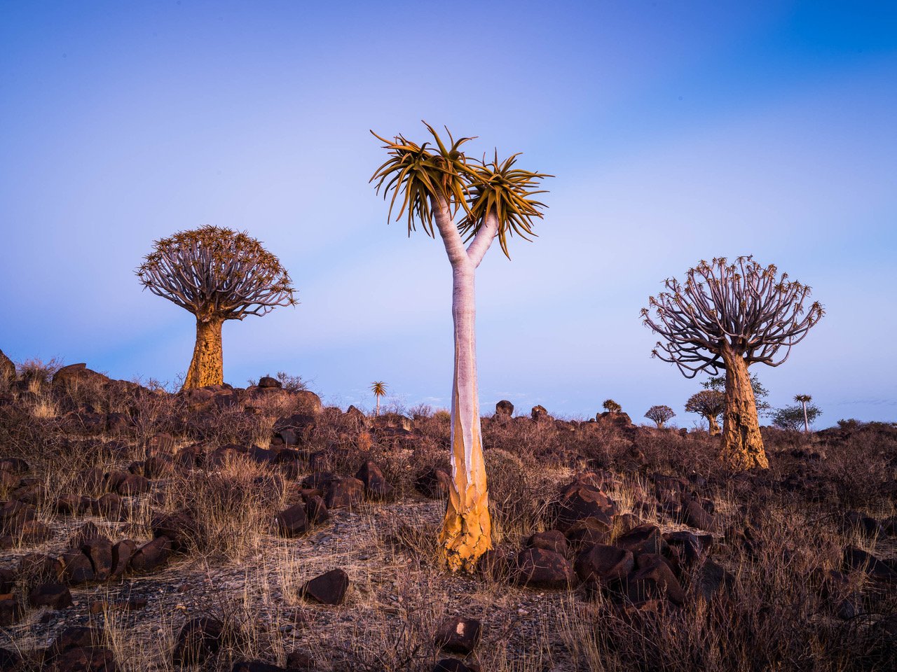 Weird standing trees on a bushy area, Namibia #18, Africa