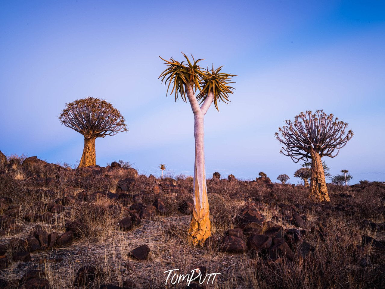 Weird standing trees on a bushy area, Namibia No.18, Africa