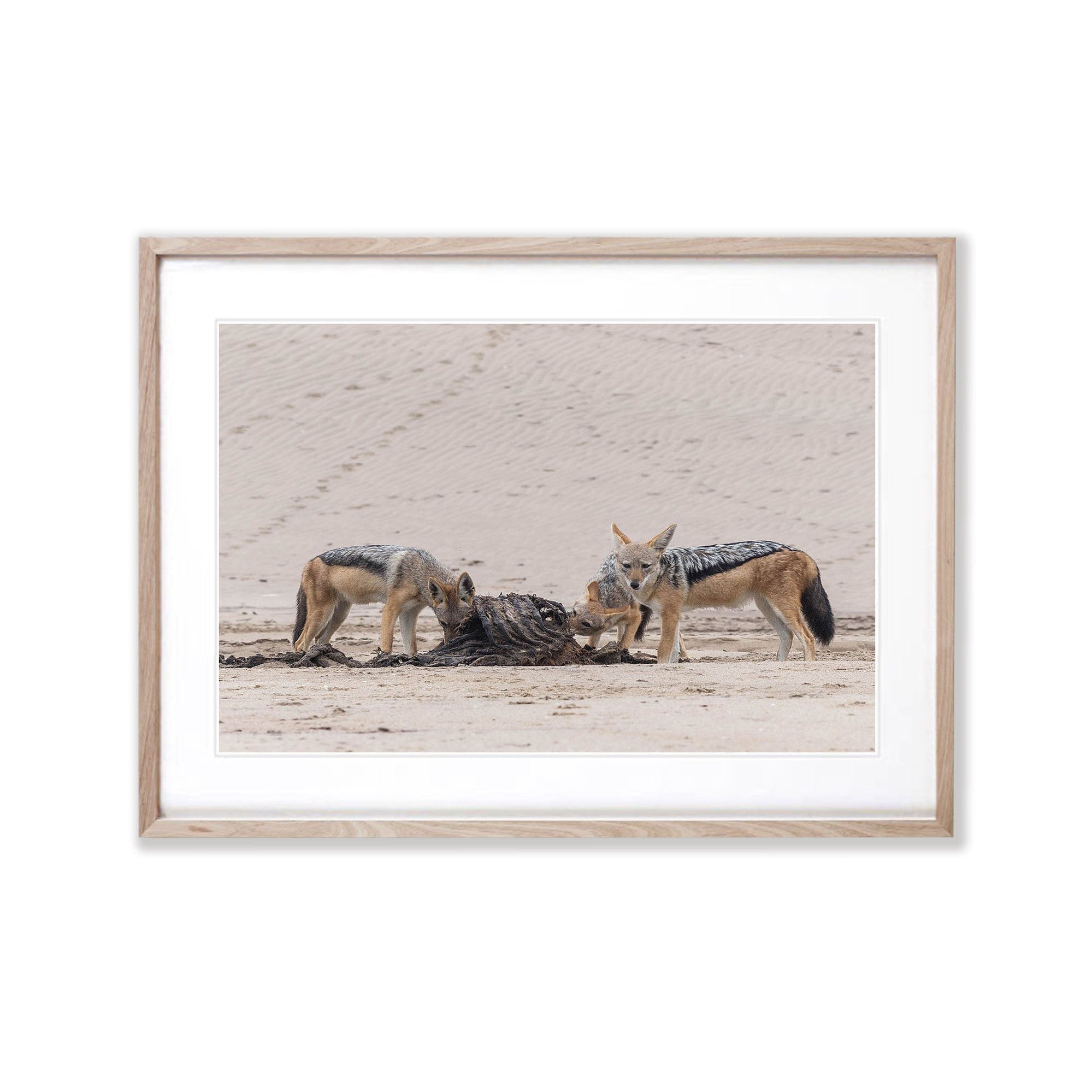 Black-backed Jackals feeding, Namibia, Africa