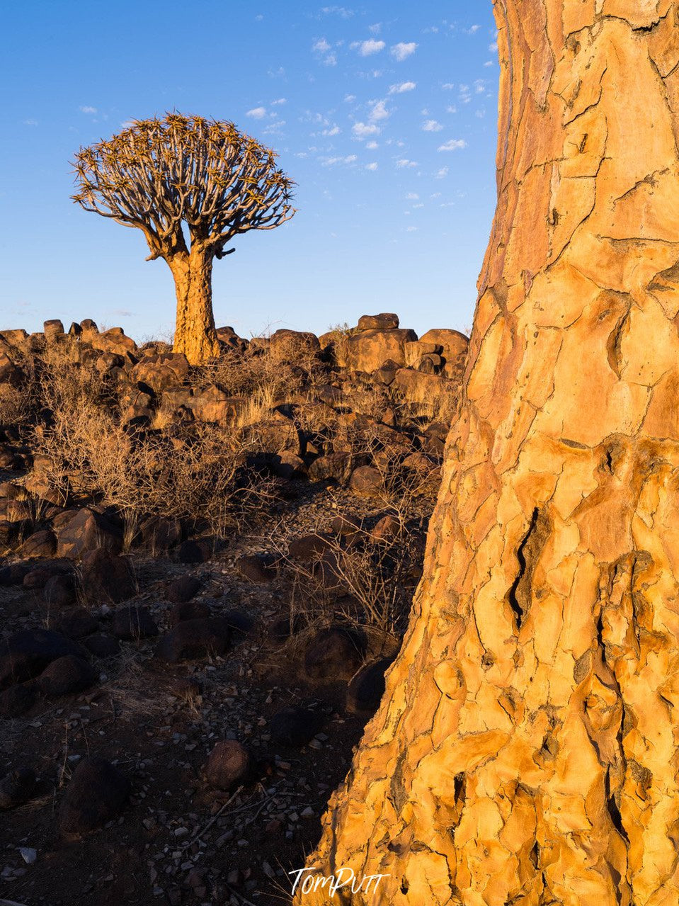 Giant tree stem with a green bushy area beside, Namibia #24, Africa