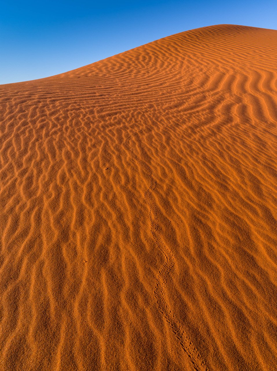 Curvy marks on the desert sand, Namibia #26, Africa