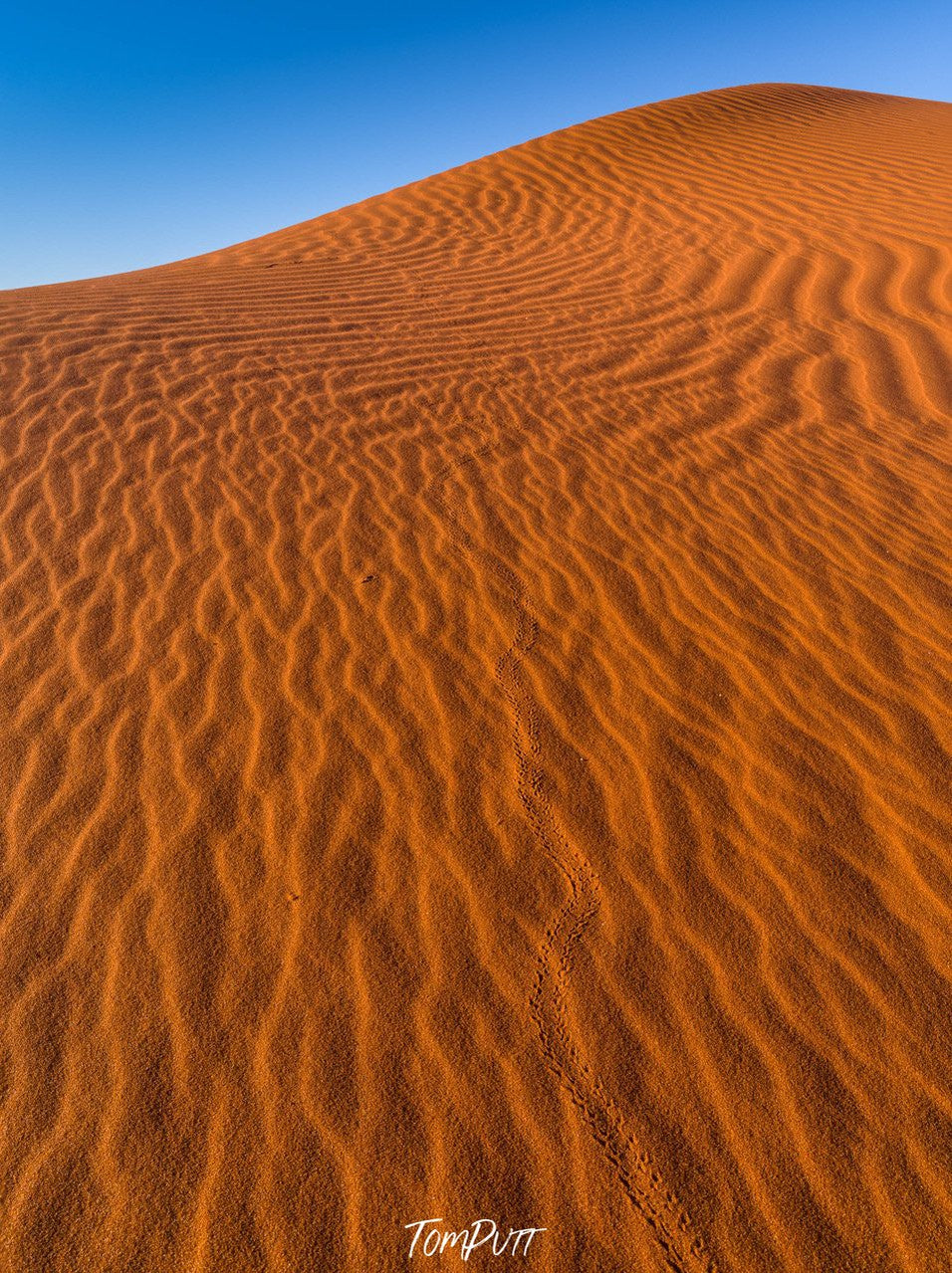 Curvy marks on the desert sand, Namibia #26, Africa