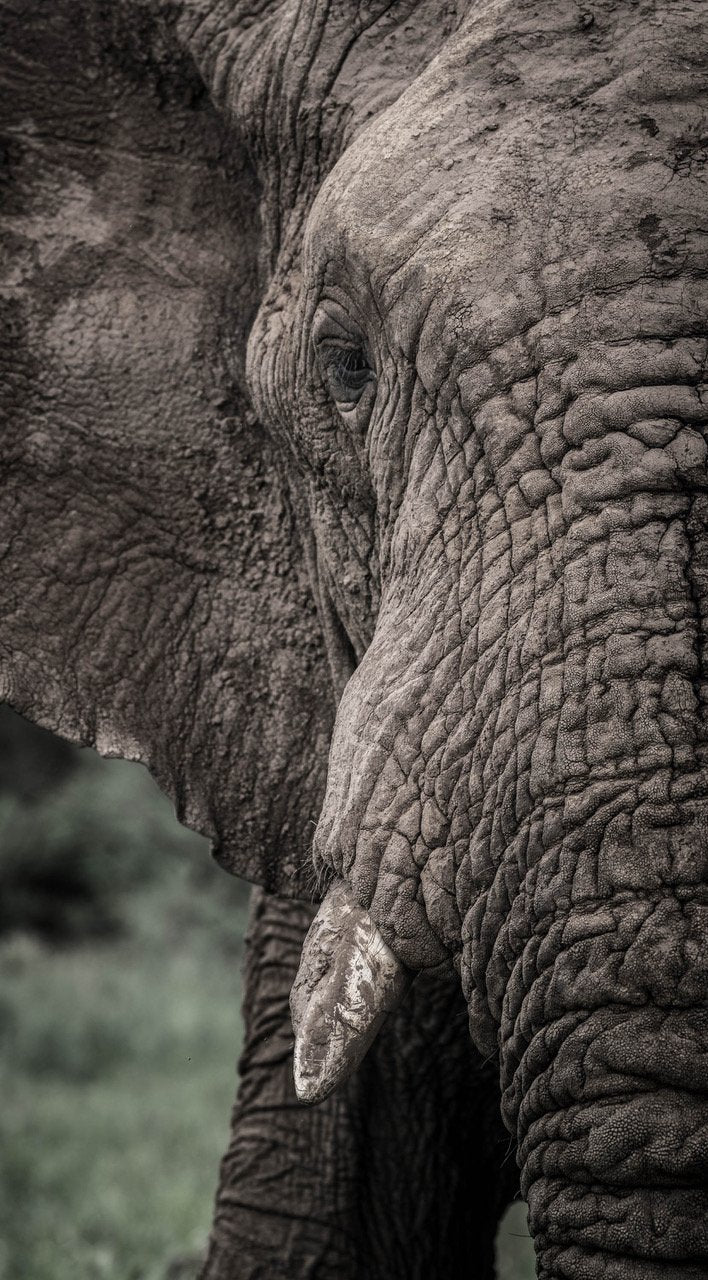 Close-up shot of an elephant, Namibia #28, Africa