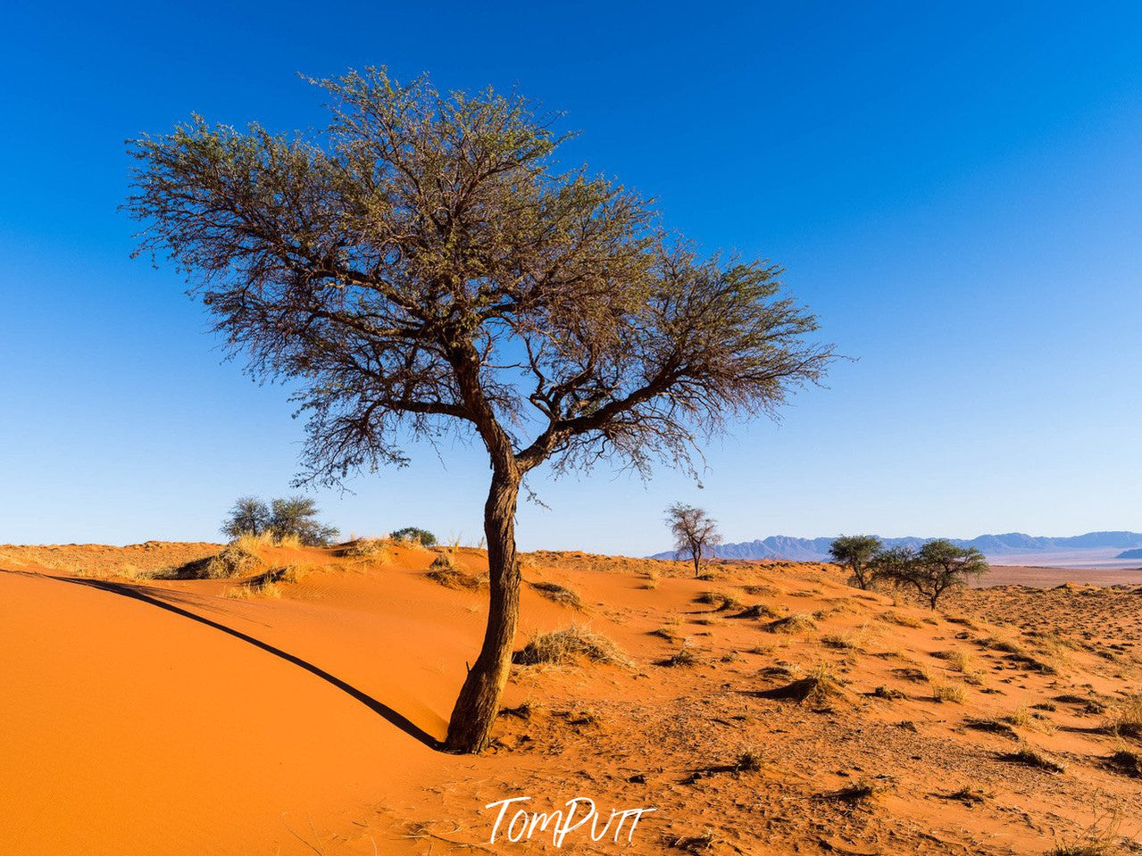 Silent Strength, Namibia, Africa