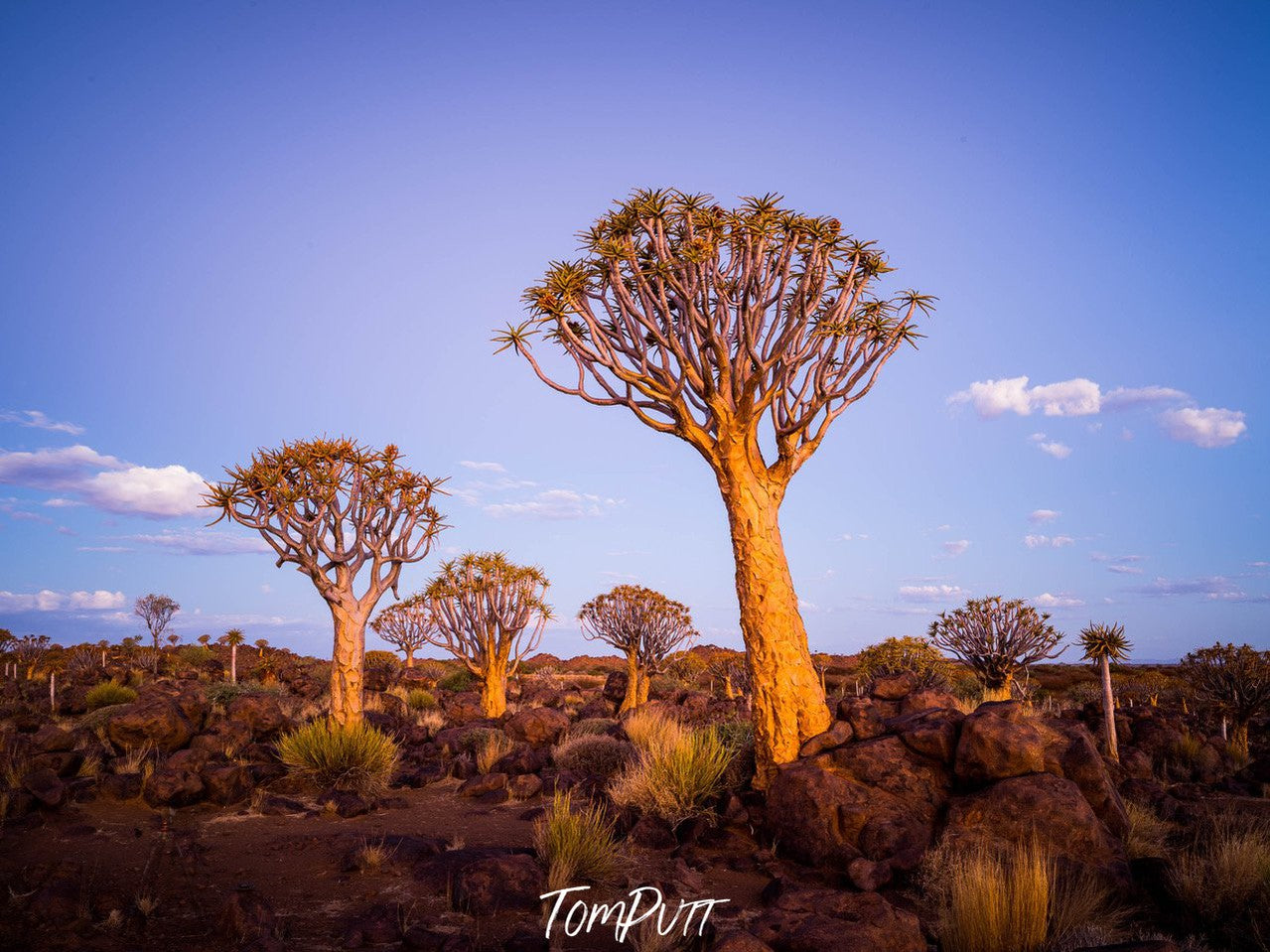 Golden Guardians, Namibia, Africa