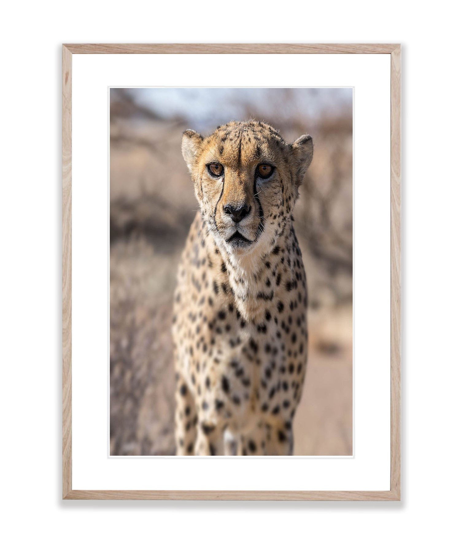 Silent Strength, Namibia, Africa