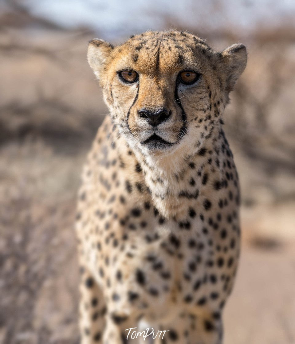 Close-up shot of a leopard, Namibia #34, Africa