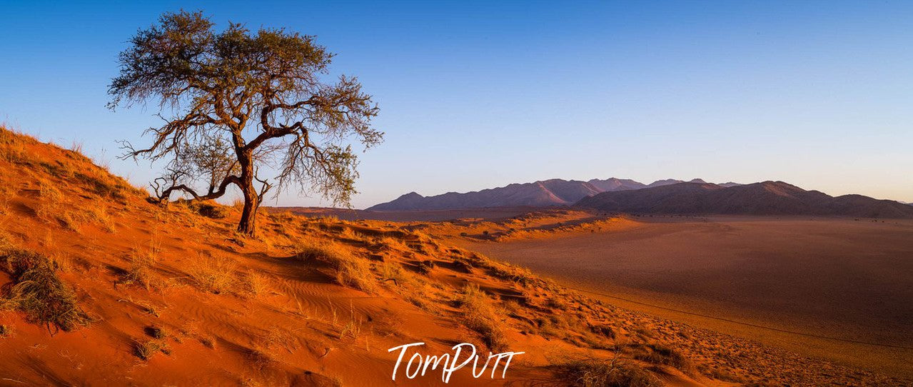 Mound of desert with a wild tree, Namibia #35, Africa