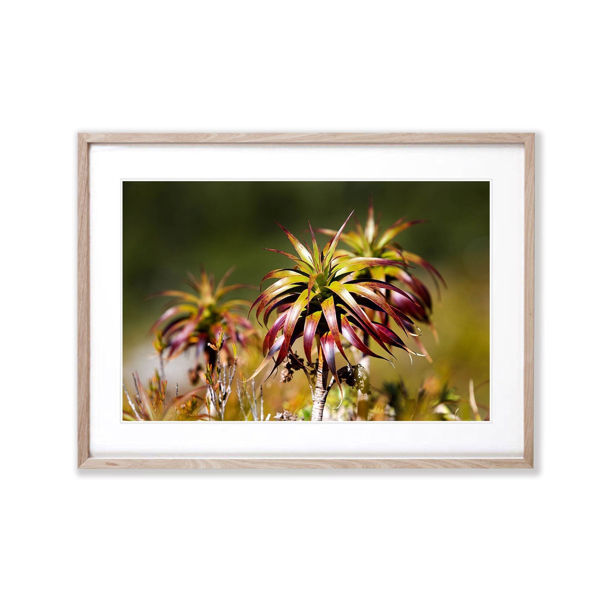 Native Flora, Routeburn Track - New Zealand