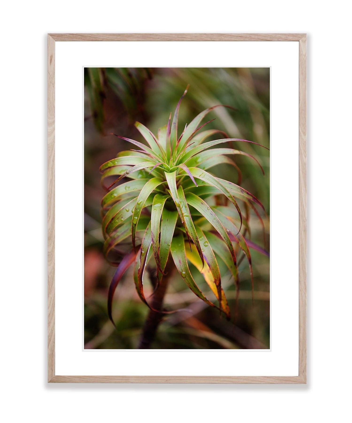 Native Flora, Routeburn Track - New Zealand