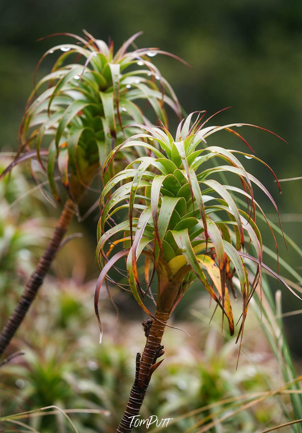 A couple of flowers of green color and purple edges, Native Flora, Routeburn Track - New Zealand