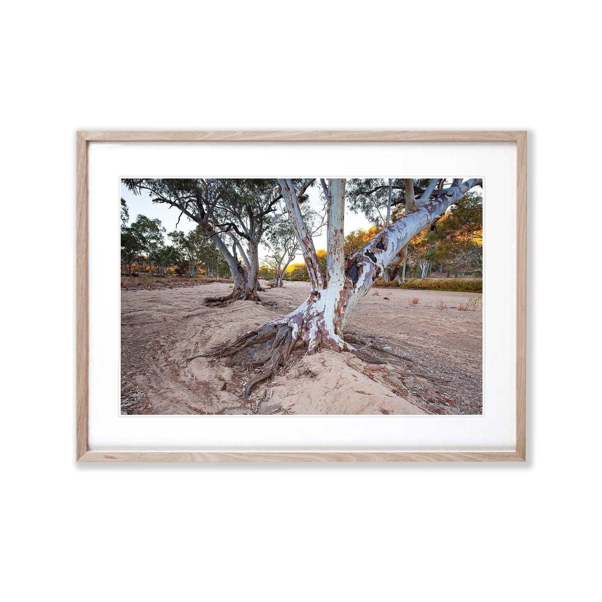 Ormiston River Gums - West Macdonnell Ranges, NT