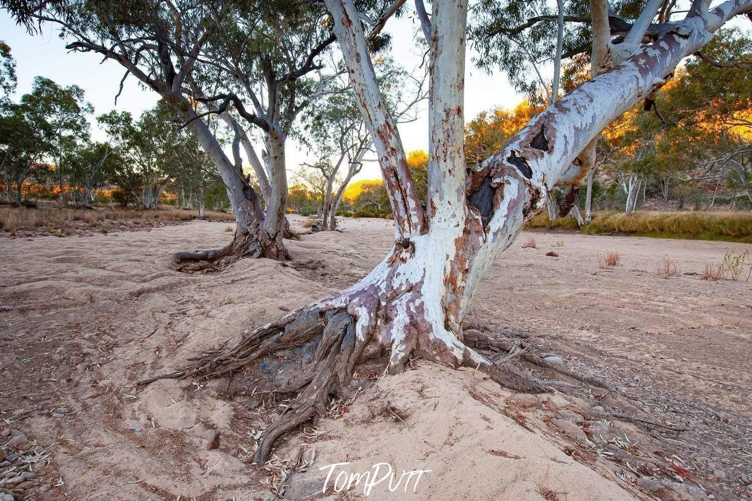 Dry sand on the land with a standing couple of trees with multiple thick branches, Ormiston River Gums - West Macdonnell Ranges, NT