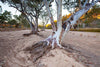 Dry sand on the land with a standing couple of trees with multiple thick branches, Ormiston River Gums - West Macdonnell Ranges, NT