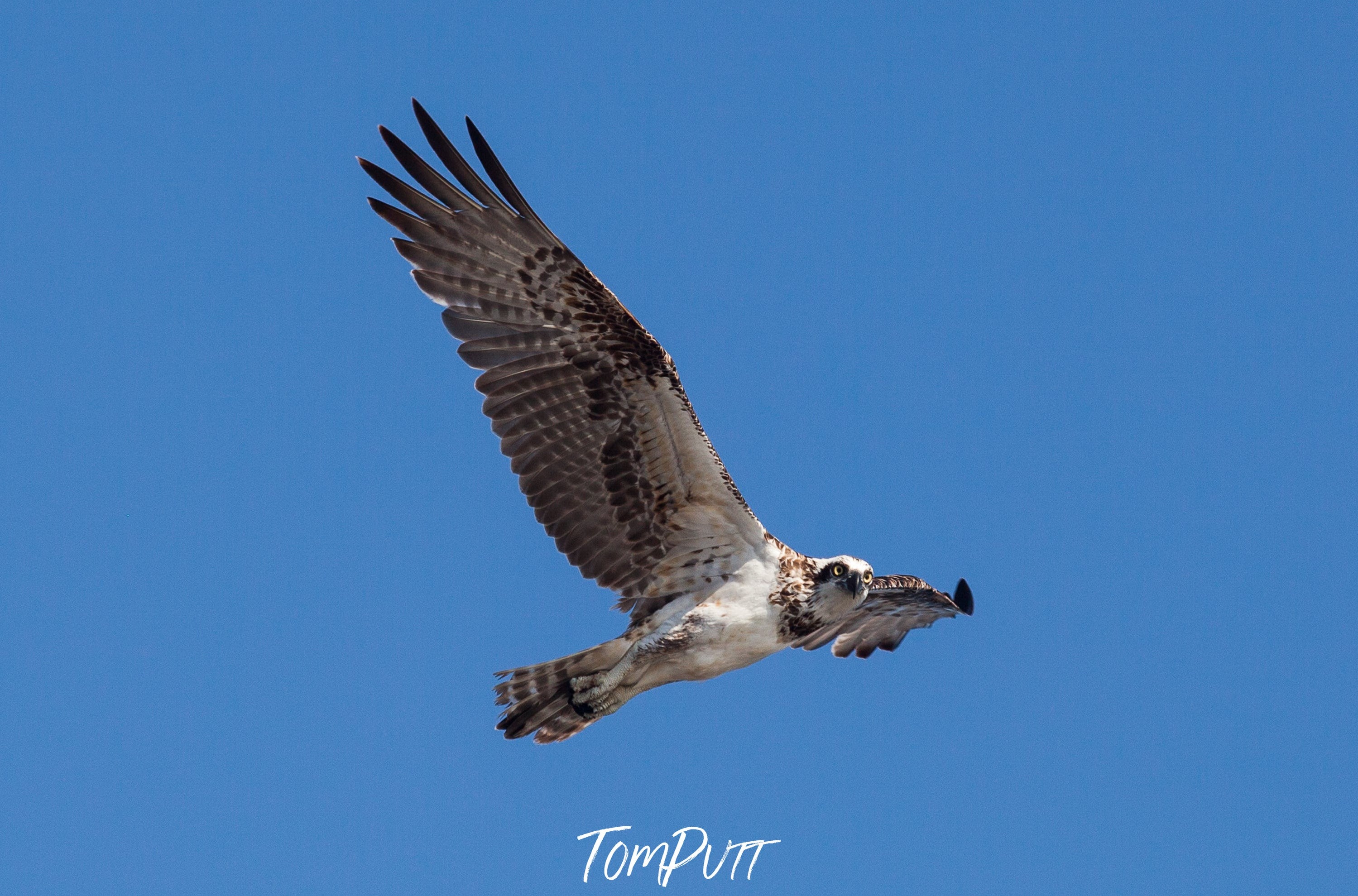 Osprey Hunting