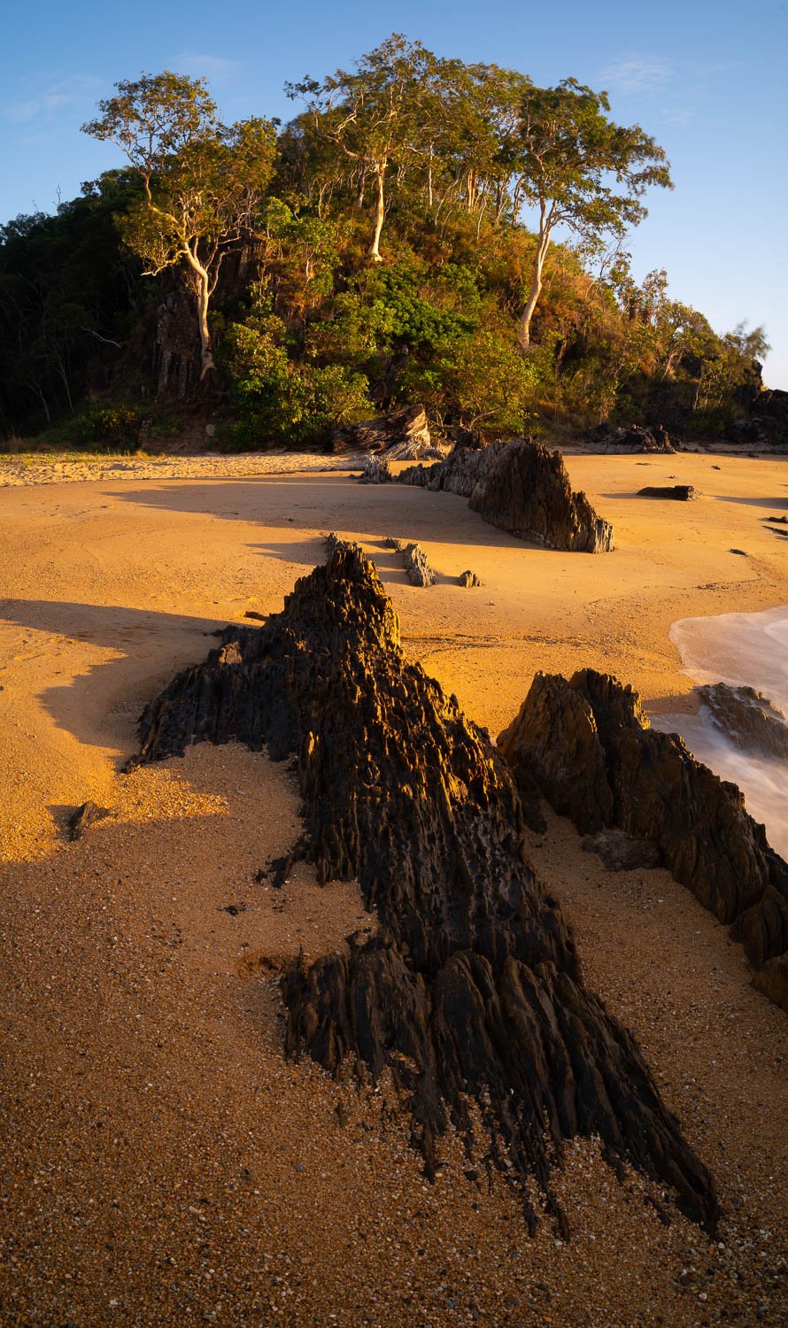 A thick group of long trees on a beach-like surface, Palm Cove Beach, Far North Queensland