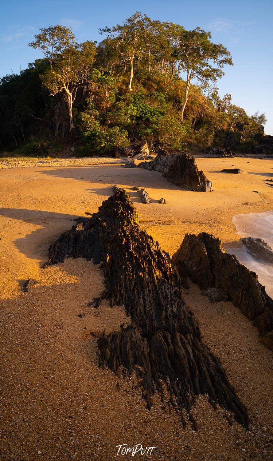 A thick group of long trees on a beach-like surface, Palm Cove Beach, Far North Queensland