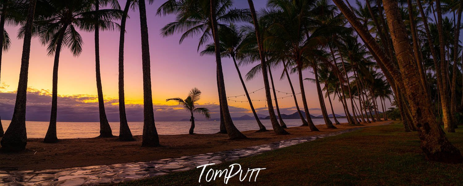 Long palm trees in a row with a purplish effect of sunset, Palm Cove Sunrise, Far North Queensland