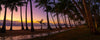 Long palm trees in a row with a purplish effect of sunset, Palm Cove Sunrise, Far North Queensland