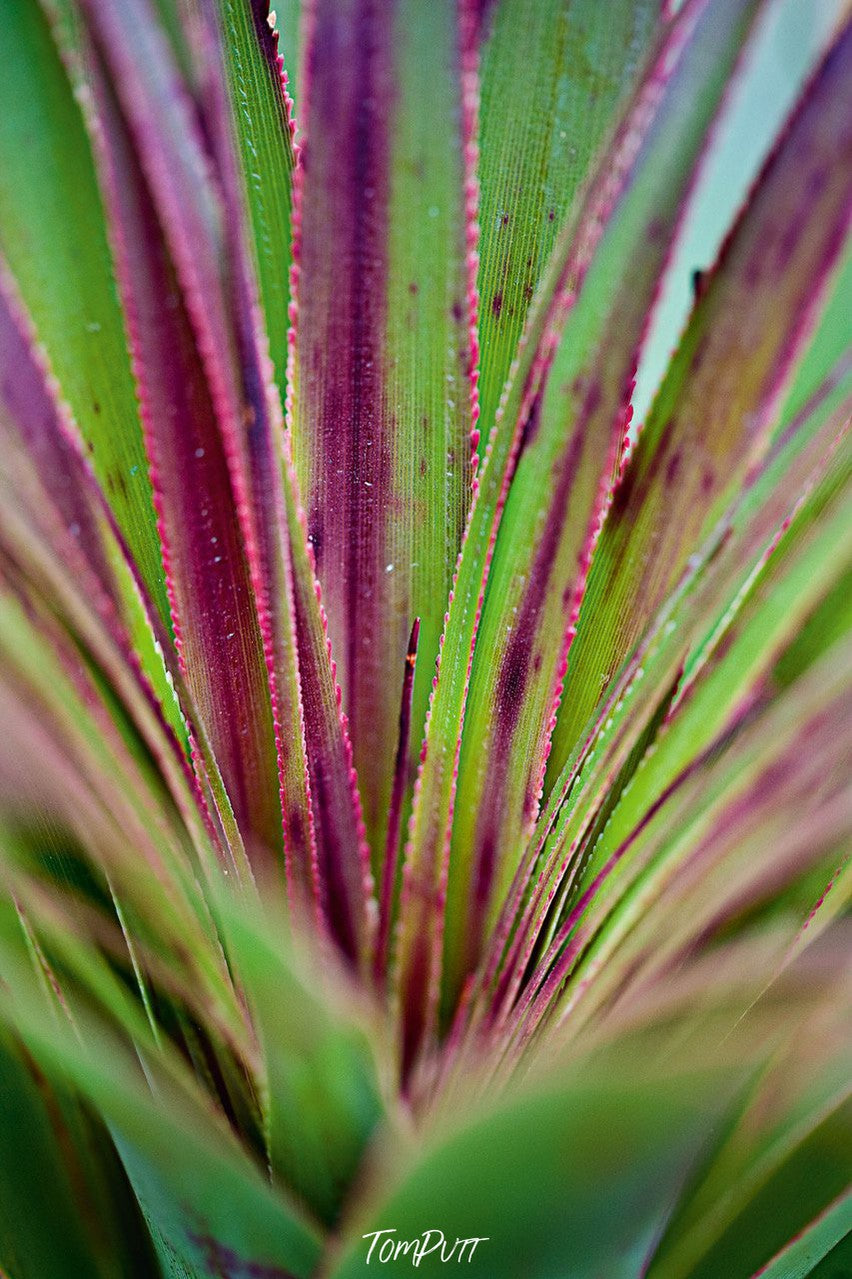 A close-up view of a bunch of long leaves with some purple shade, Cradle Mountain #4, Tasmania