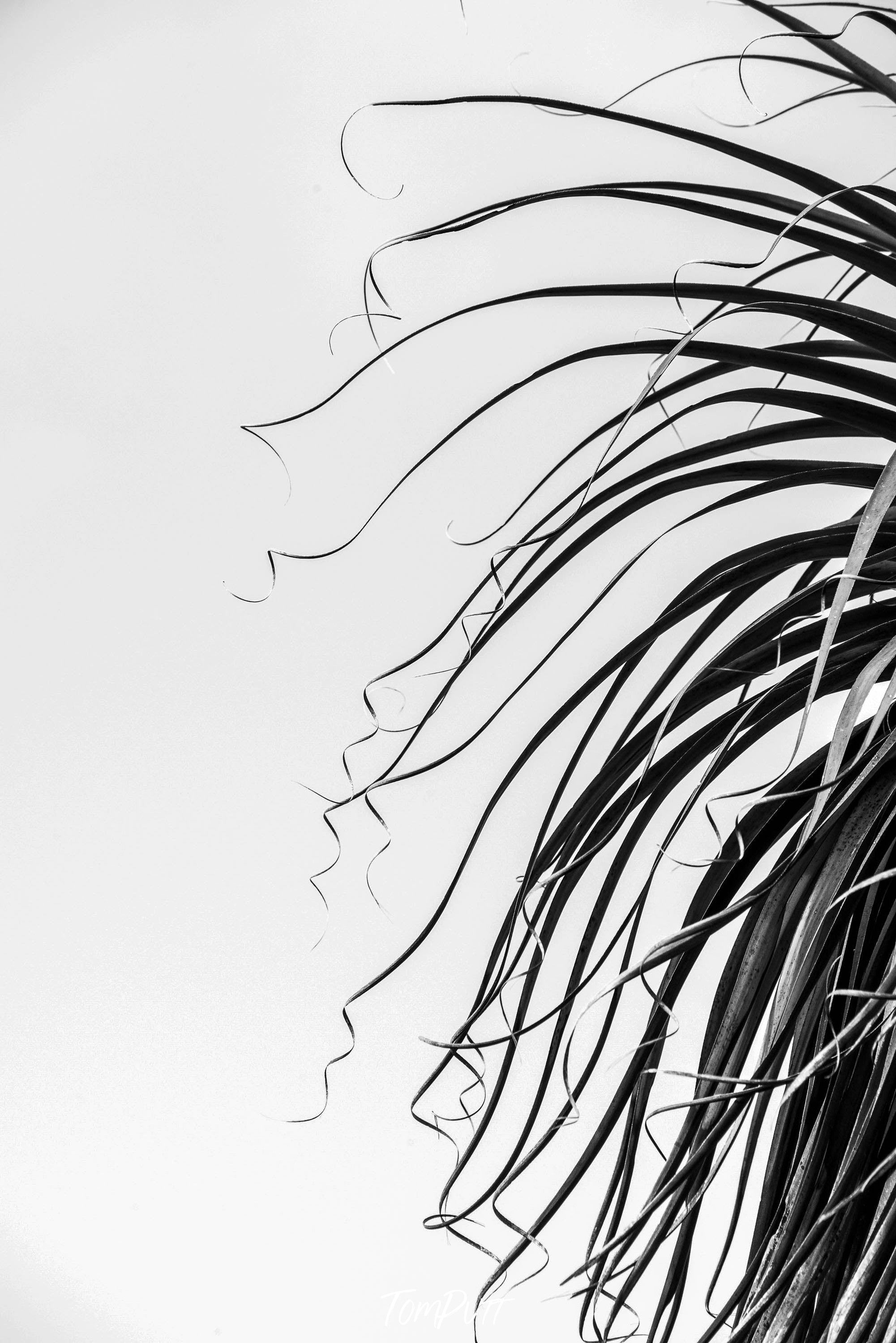 Half side of long leaves from the tree, Pandani fronds BW, Cradle Mountain, Tasmania