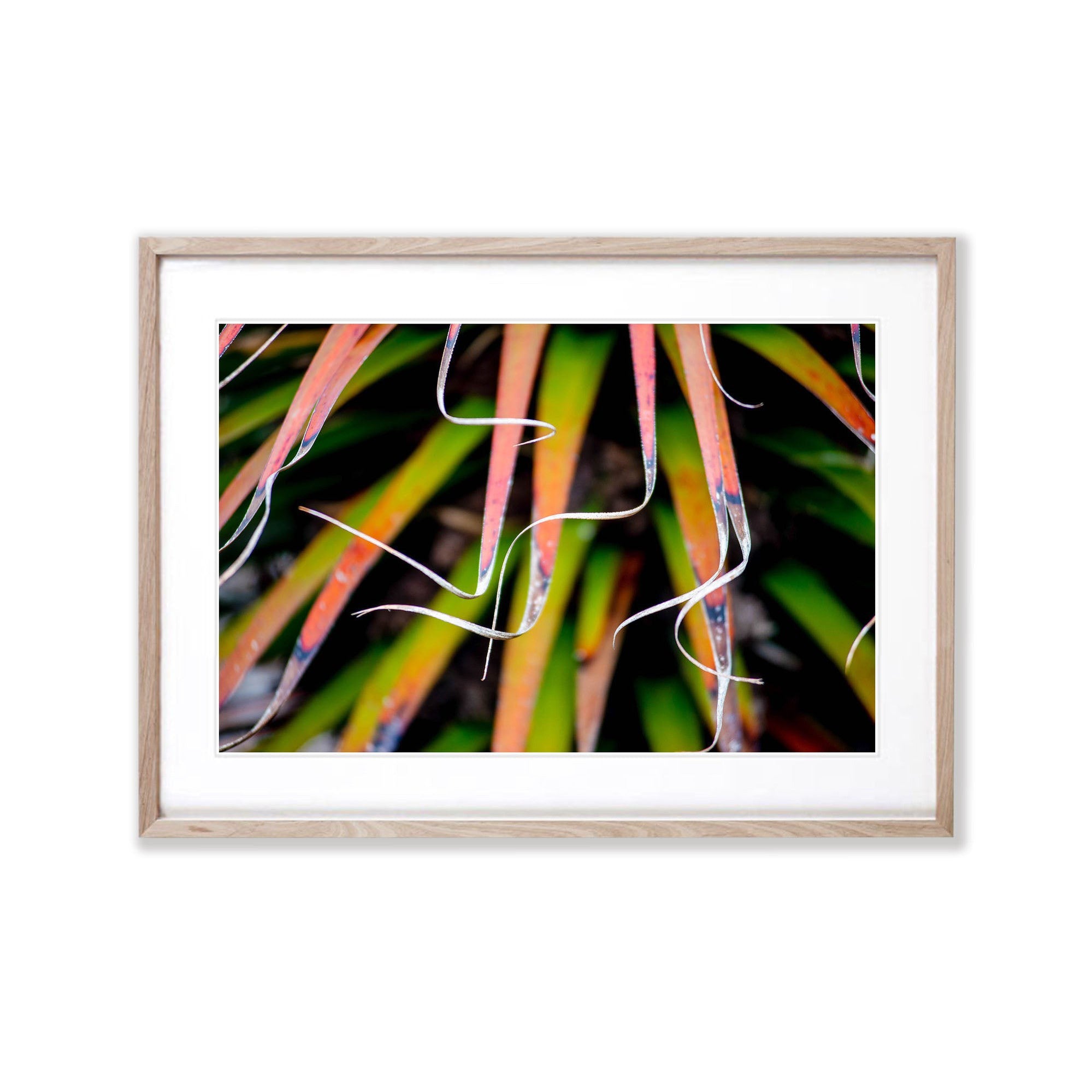 Pandani fronds, Cradle Mountain, Tasmania