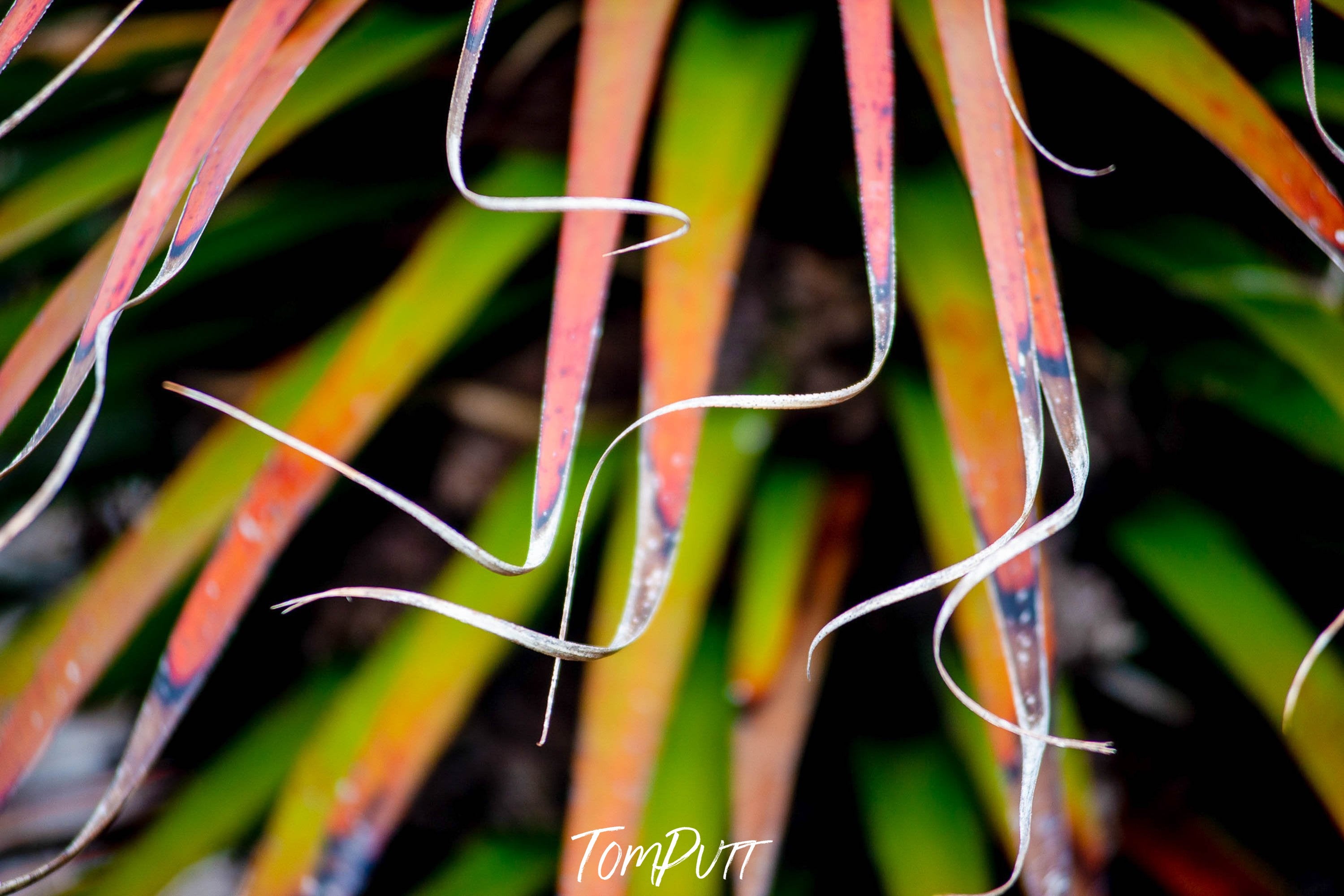 Close-up shot of Pandani flower with sharp and thin edges, Pandani fronds, Cradle Mountain, Tasmania