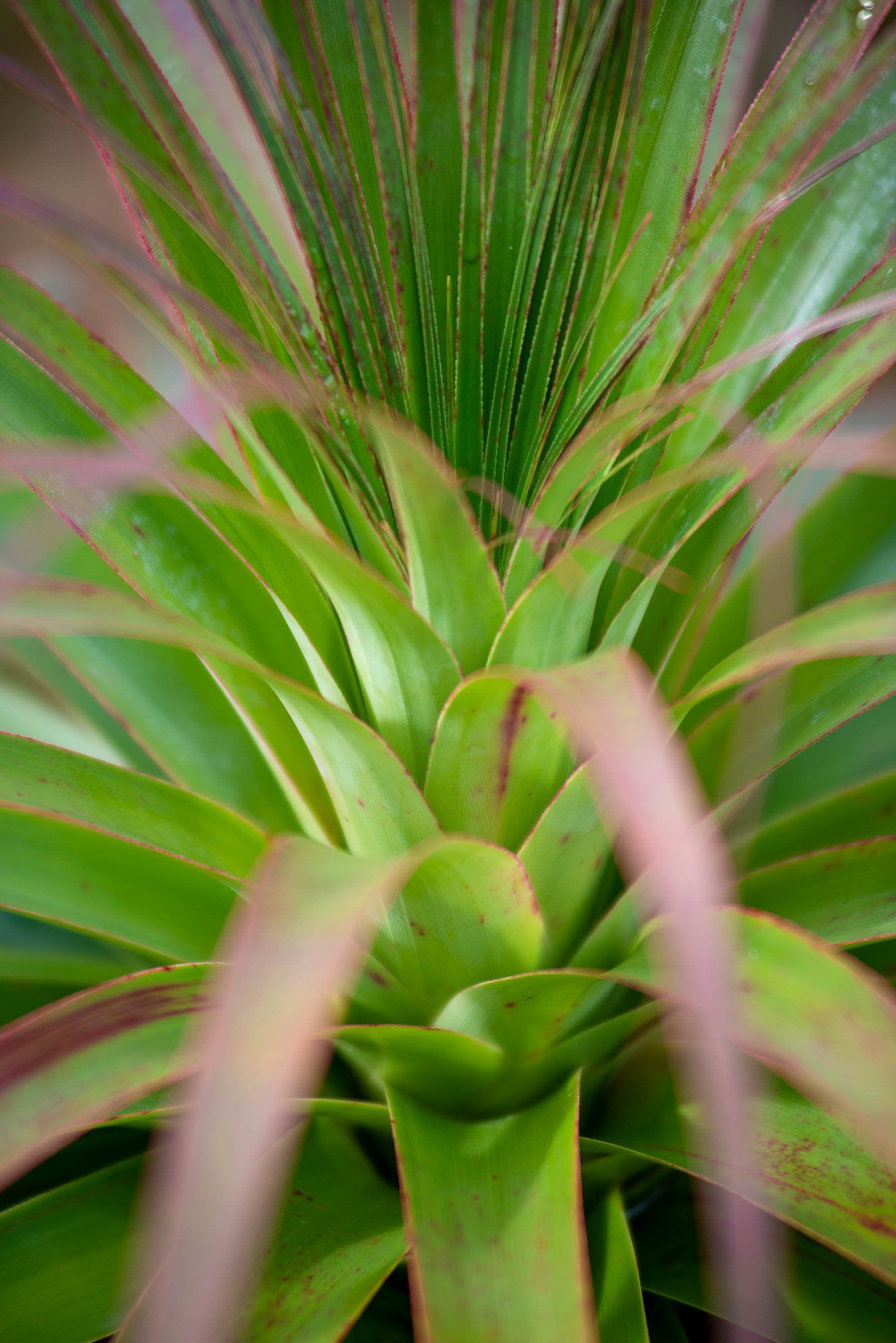 Close-up shot of a pandani flower of full green color, Pandani up close, Cradle Mountain, Tasmania