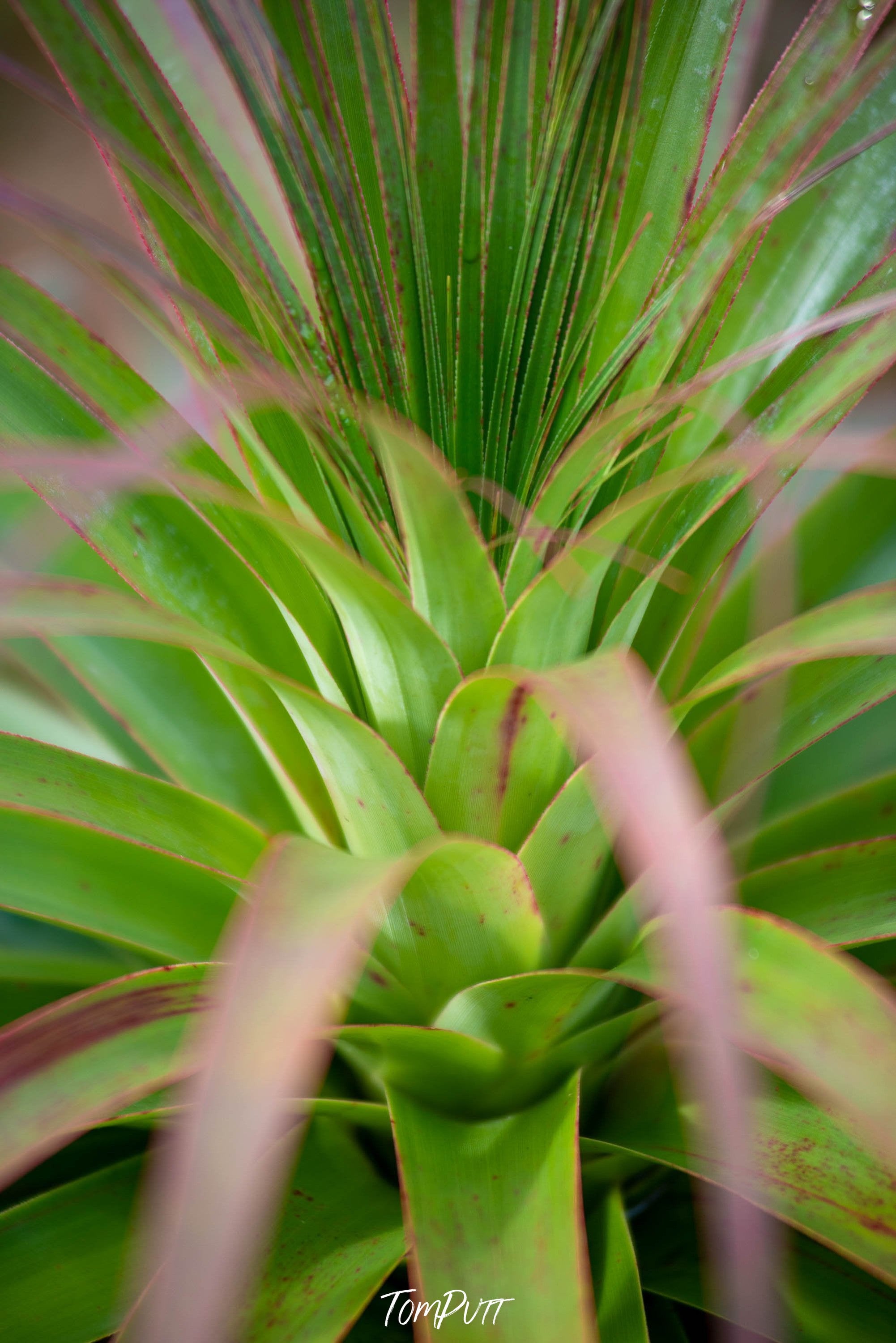 Close-up shot of a pandani flower of full green color, Pandani up close, Cradle Mountain, Tasmania