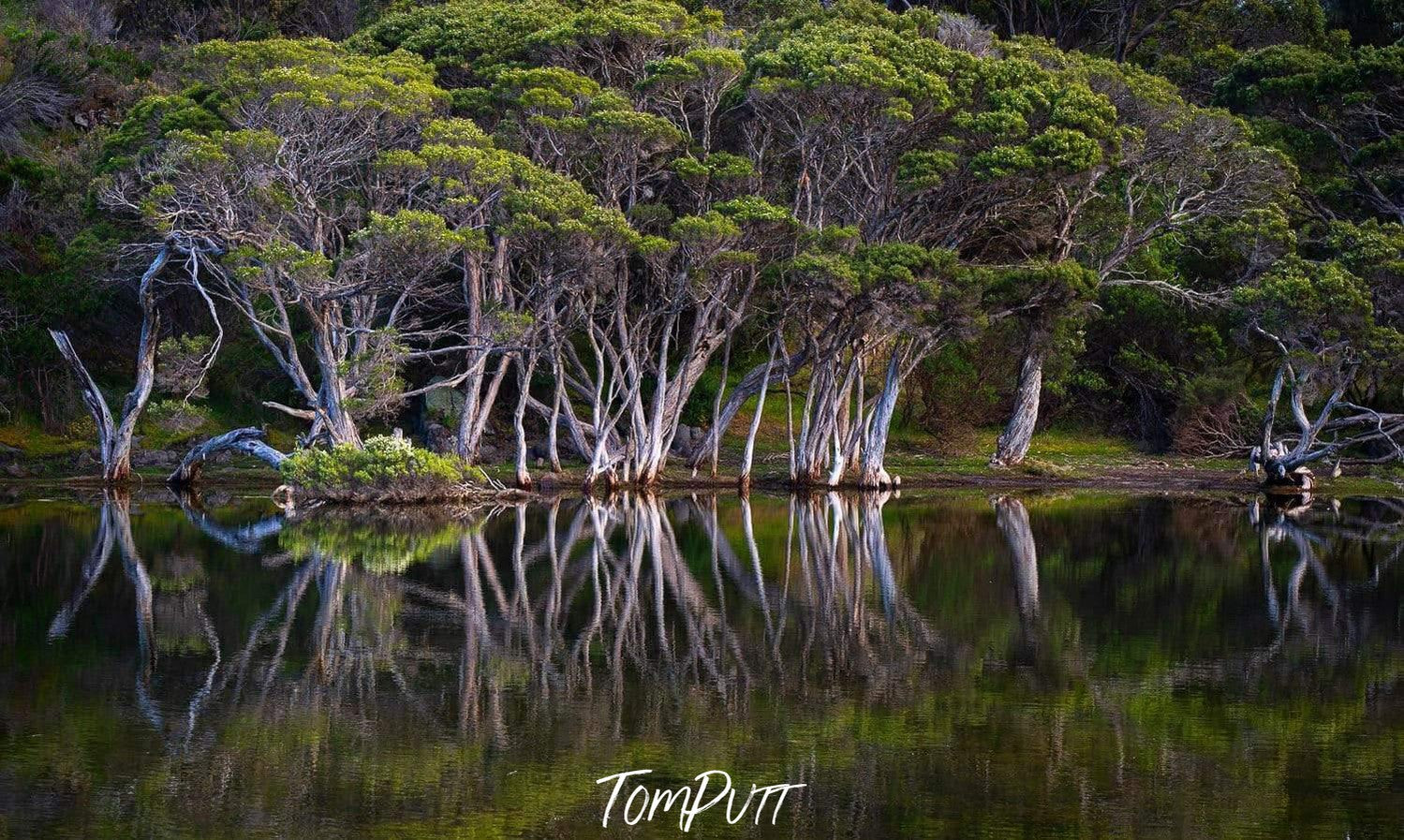 Group of trees over a small watercourse, with a clear reflection in the water, Paperbark Reflections - Kangaroo Island SA