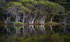 Group of trees over a small watercourse, with a clear reflection in the water, Paperbark Reflections - Kangaroo Island SA