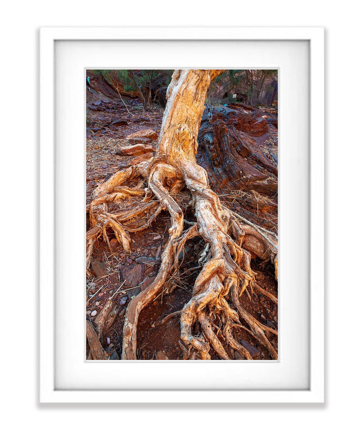 Paperbark Tree Roots, Hammersley Gorge, Karijini, Western Australia